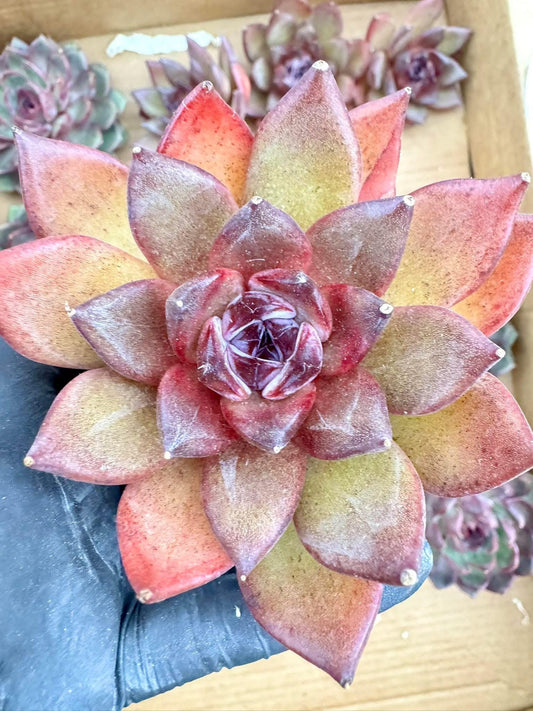 Echeveria Mysterious Wind | Live Succulent Plant | Korean Succulent | Rare Imported Echeveria | Imported Plants