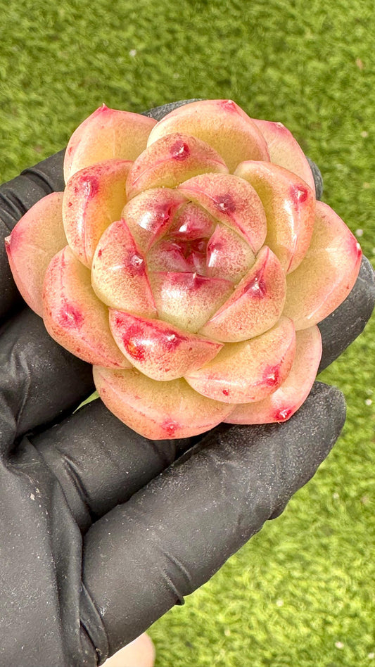 Echeveria Star Whisper | Live Succulent Plant | Korean Succulent | Rare Imported Echeveria | Imported Plants