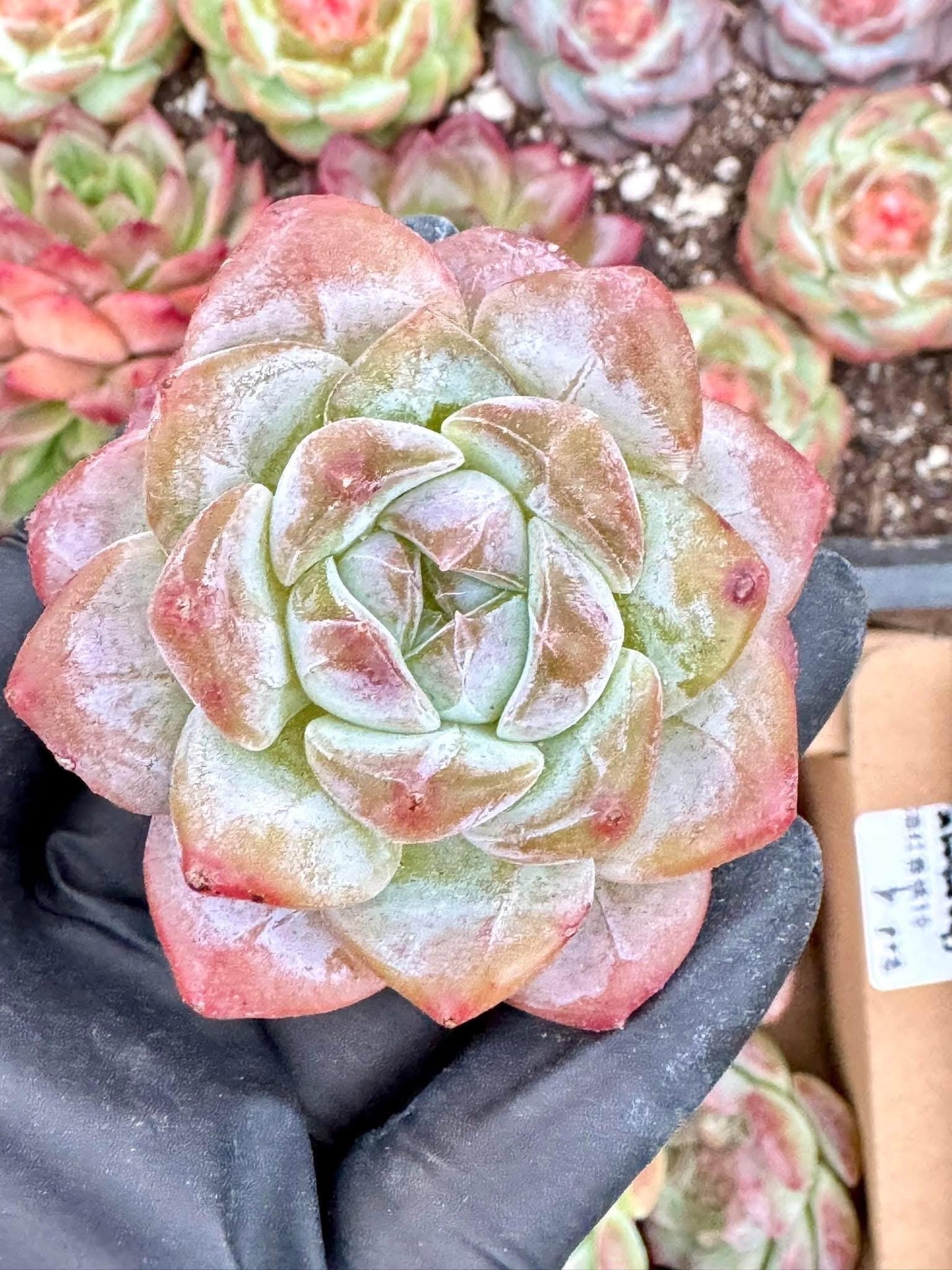 Echeveria Ice Soul | Live Succulent Plant | Korean Succulent | Rare Imported Echeveria | Imported Plants
