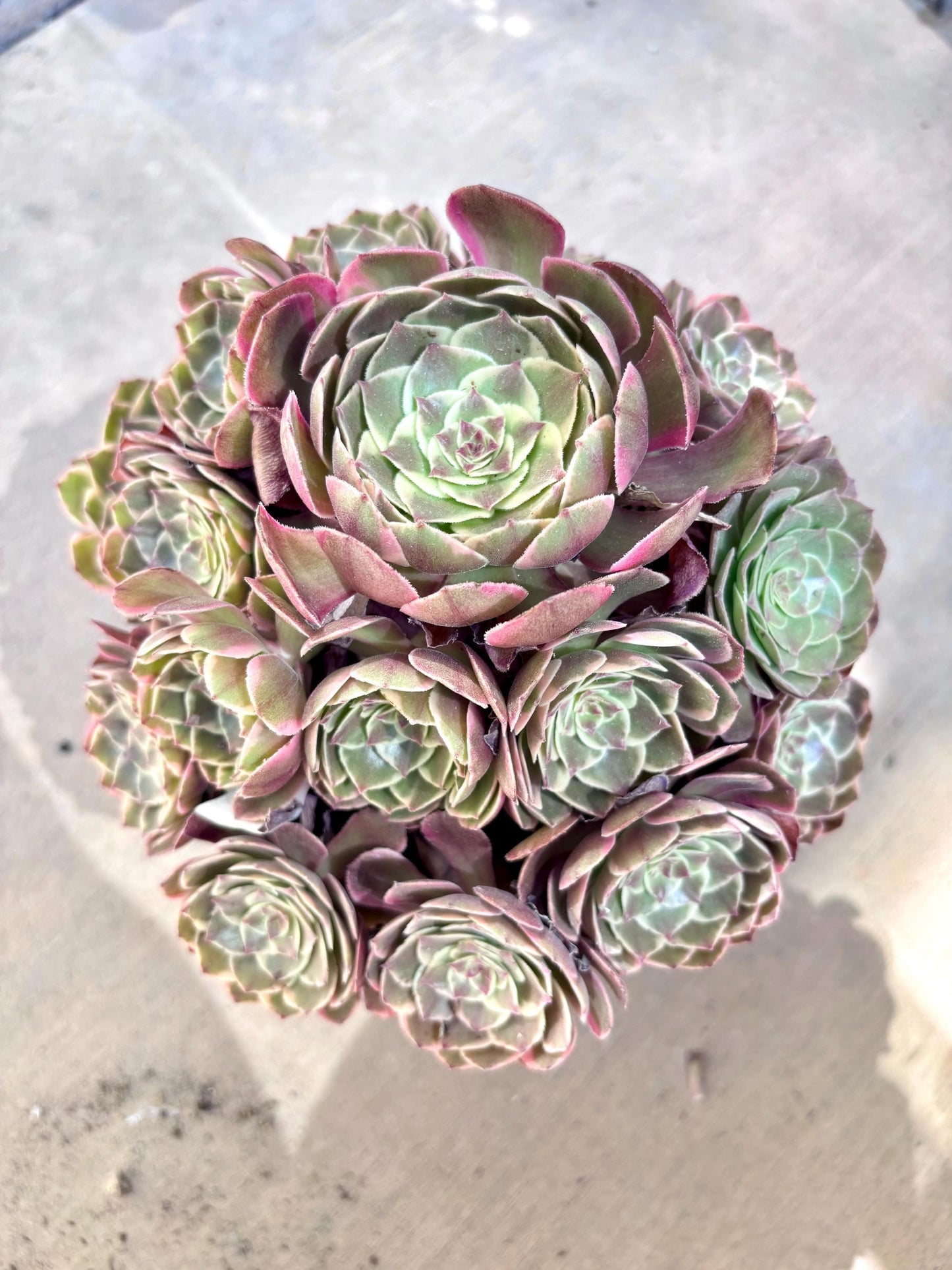 Aeonium Pink Flower Demon Variegated | Live Succulent Plant | Rare Imported Aeonium | Imported Plants