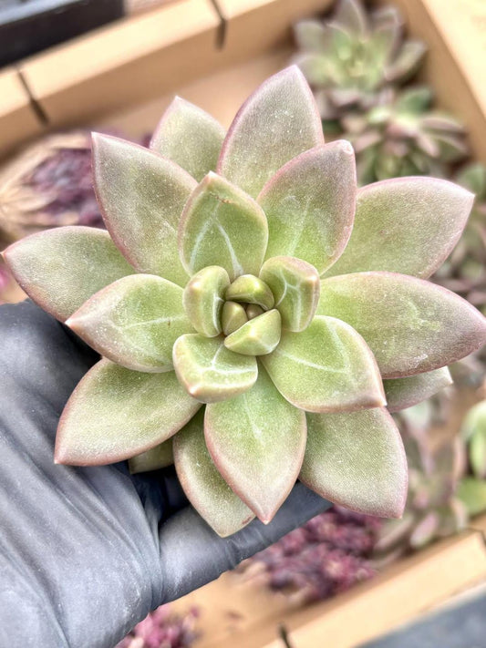 Echeveria Misty Bubble | Live Succulent Plant | Korean Succulent | Rare Imported Echeveria | Imported Plants