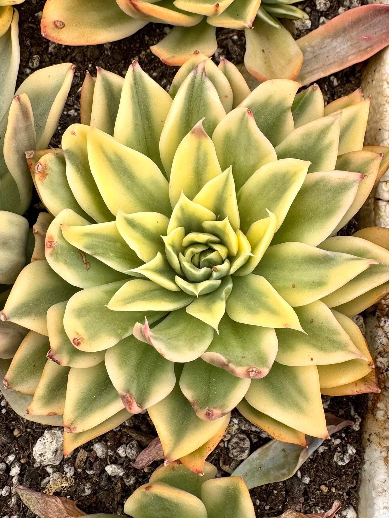 Echeveria Wave variegated | Live Succulent Plant | Korean Succulent