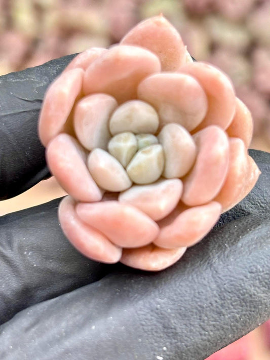 Echeveria Dryant | Live Succulent Plant | Imported Plants | Imported Echeveria