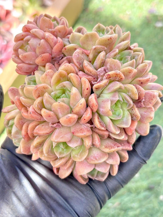 Echeveria Jade Pavillion | Live Succulent Plant | Korean Succulent | Rare Imported Echeveria | Imported Plants