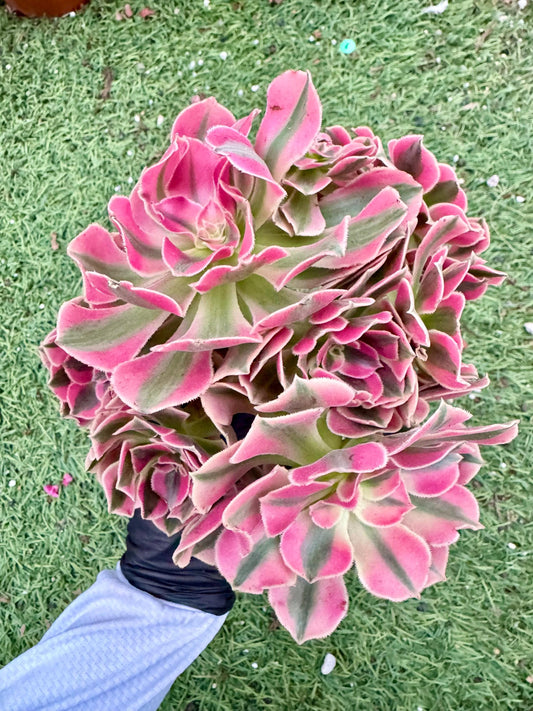 Aeonium Pink Witch Variegated | Live Succulent Plant | Korean Succulent | Rare Imported Aeonium | Imported Plants