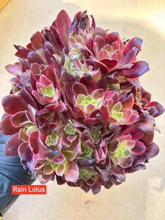 Aeonium Rain Lotus Variegated Lollipop | Live Succulent Plant | Korean Succulent | Rare Imported Aeonium | Imported Plants