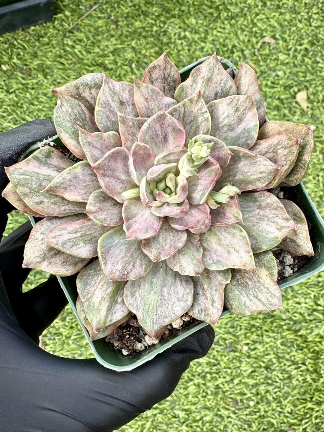 Echeveria Yamato-no-Mai Variegated | Rare Imported Succulent | Collector’s Succulent