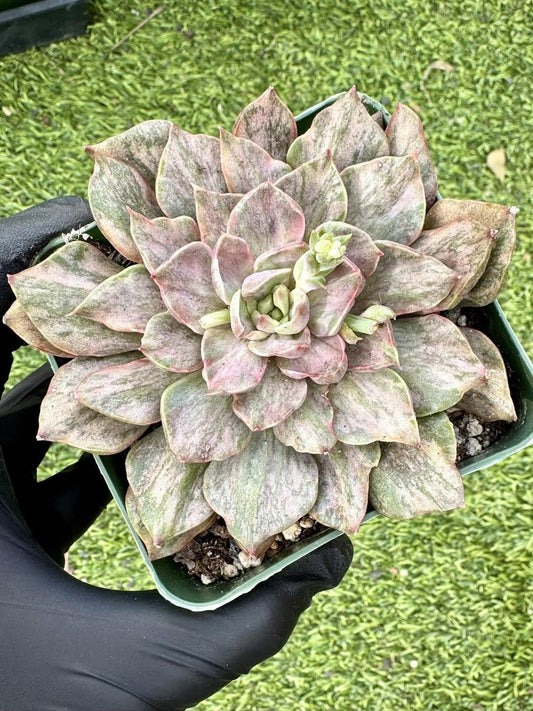 Echeveria Yamato-no-Mai Variegated | Rare Imported Succulent | Collector’s Succulent