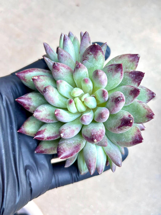 Echeveria Poppy | Live Succulent Plant | Korean Succulent | Rare Imported Echeveria | Imported Plants