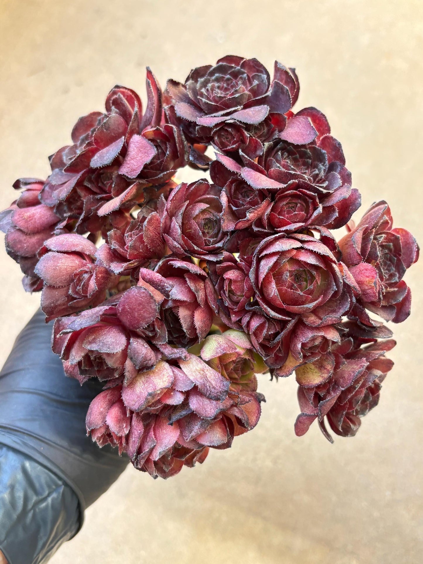 Aeonium Flower Stone Variegated Lollipop | Live Succulent Plant | Korean Succulent | Rare Imported Aeonium | Imported Plants