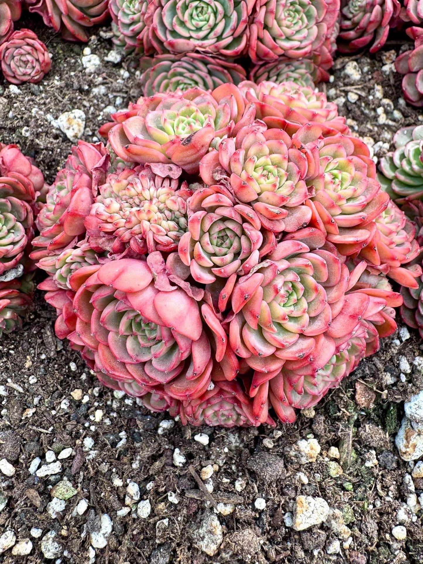 Echeveria Candy Baby Crested | Rare Imported Succulent | Collector Succulent