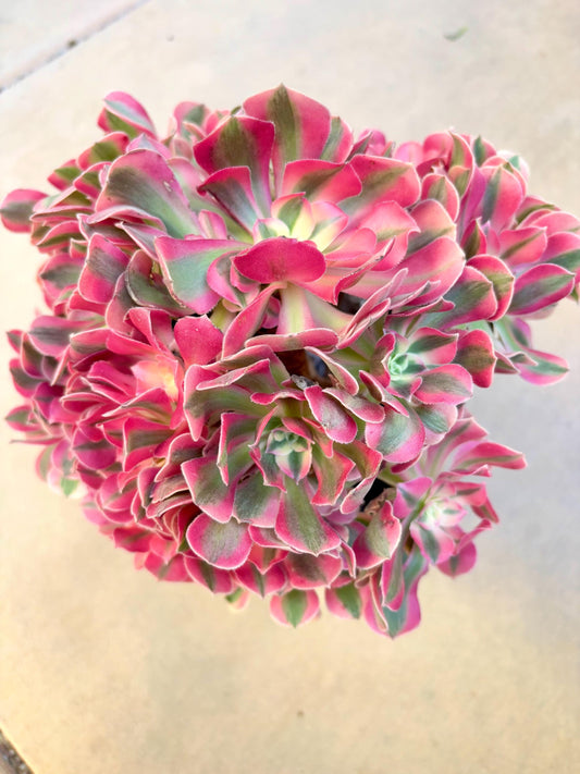 Aeonium Valentine Variegated | 11” width | Live Succulent Plant | Korean Succulent | Variegated aeonium | Imported Plants |