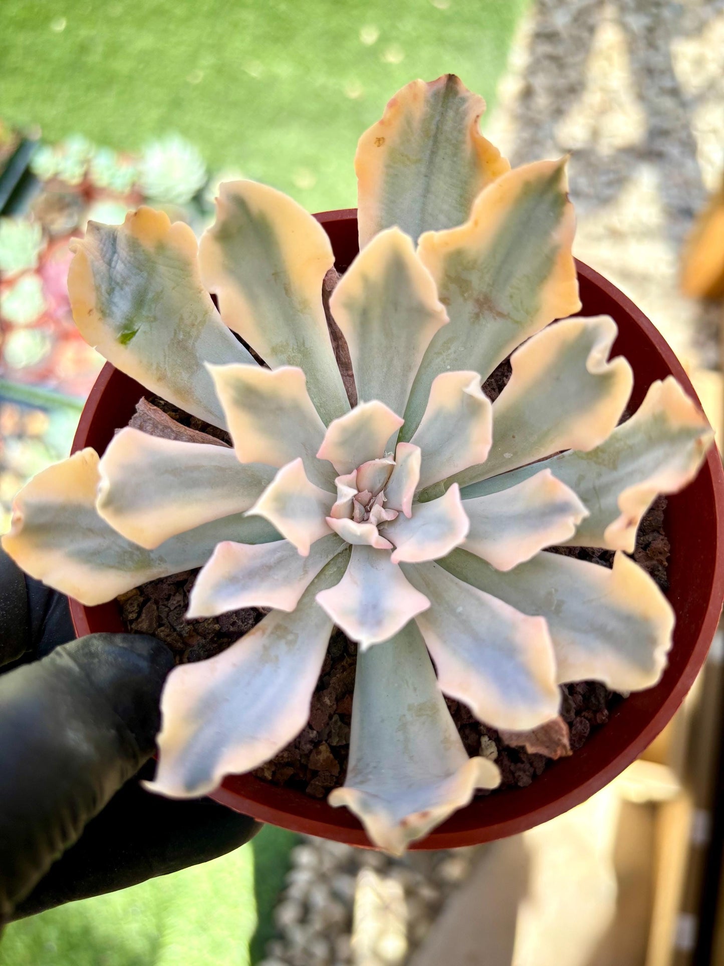 Echeveria Liberia Variegated | Live Succulent Plant | Echeveria Cluster | Rare Imported Echeveria | Imported Plants