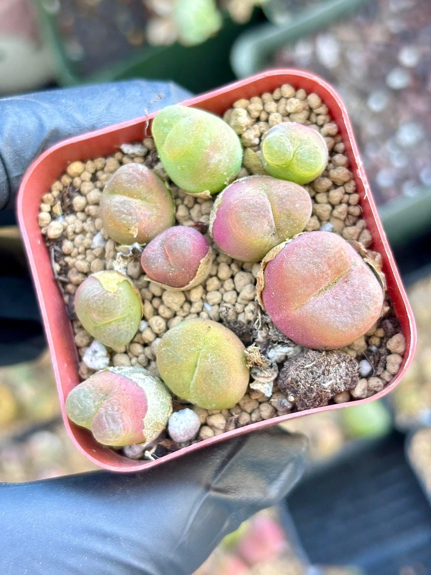 Conophytum Mix Pot | Live Succulent Plant | Korean Succulent | Rare Imported Succulent | Imported Plants