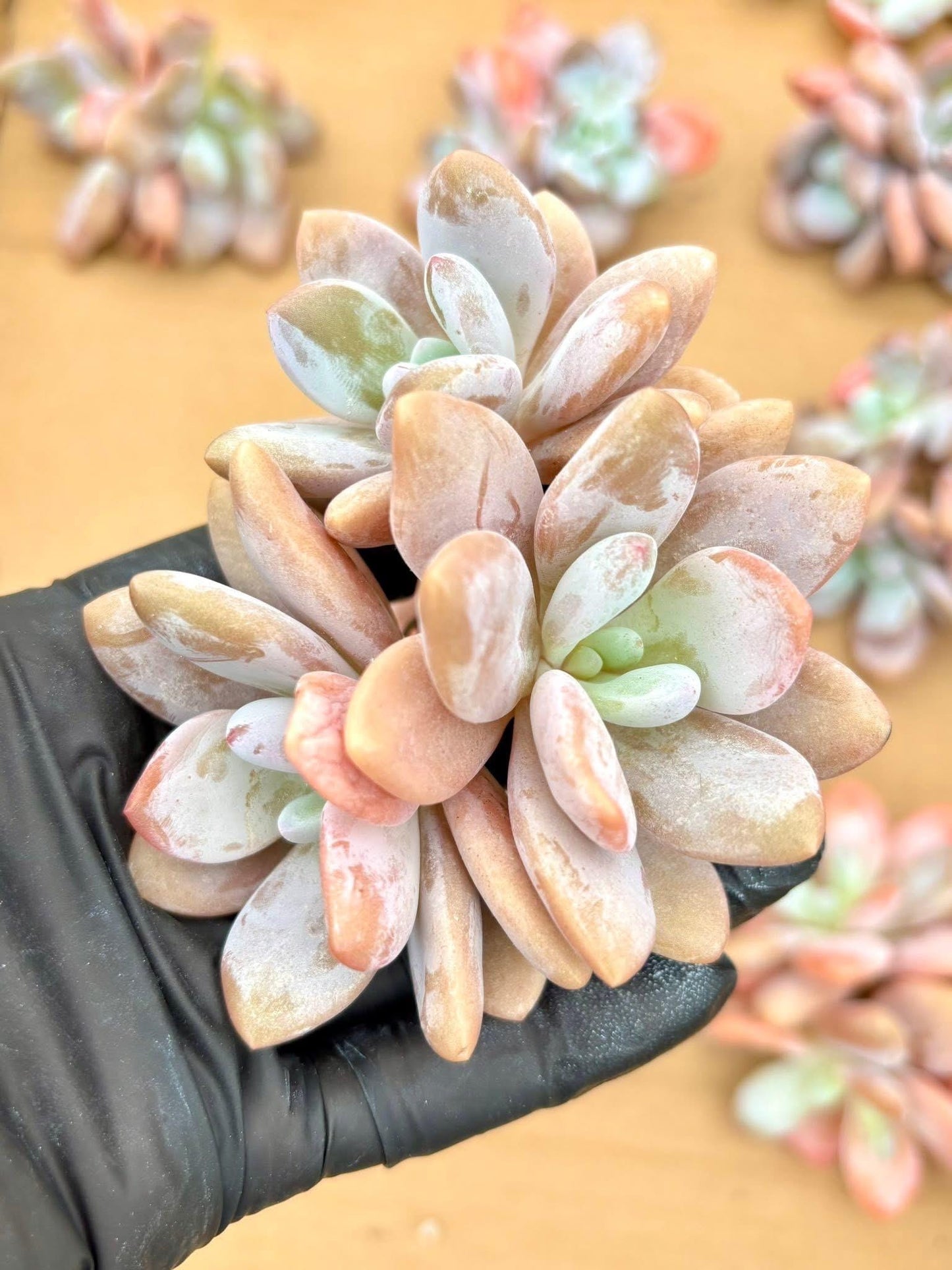 Graptoveria Pink Bunny | Live Succulent Plant | Korean Succulent | Rare Imported Echeveria | Imported Plants