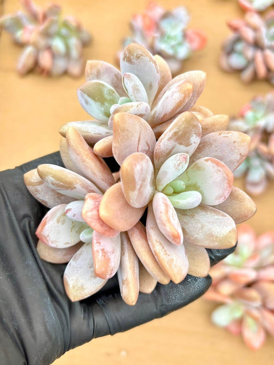 Graptoveria Pink Bunny | Live Succulent Plant | Korean Succulent | Rare Imported Echeveria | Imported Plants