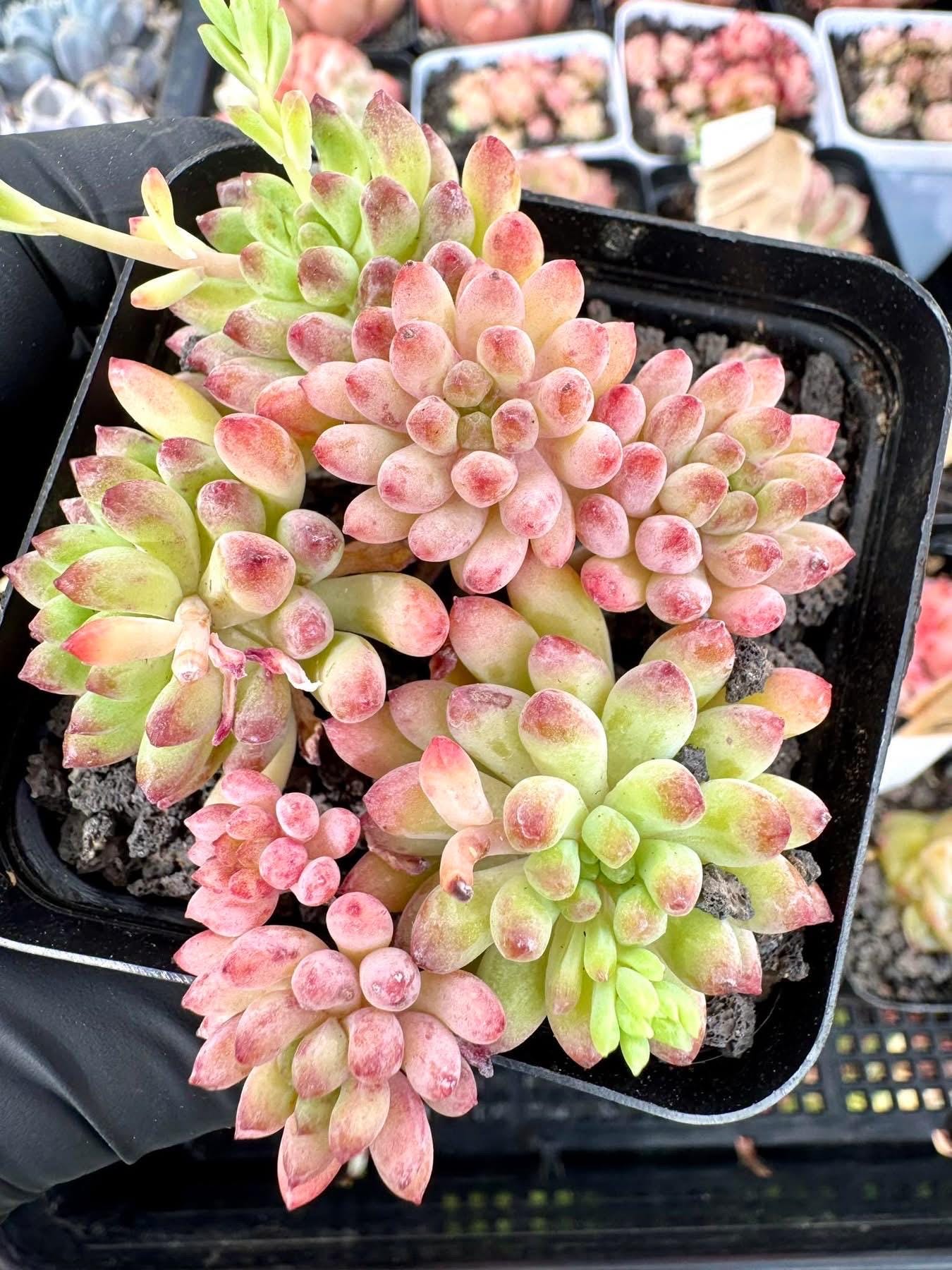 Echeveria Firework | Rare Imported Succulent | Collector Succulent