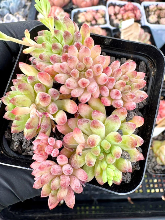 Echeveria Firework | Rare Imported Succulent | Collector Succulent