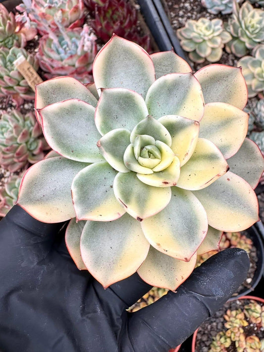 Echeveria Matador Variegated | Rare Imported Succulent | Collector’s Succulent