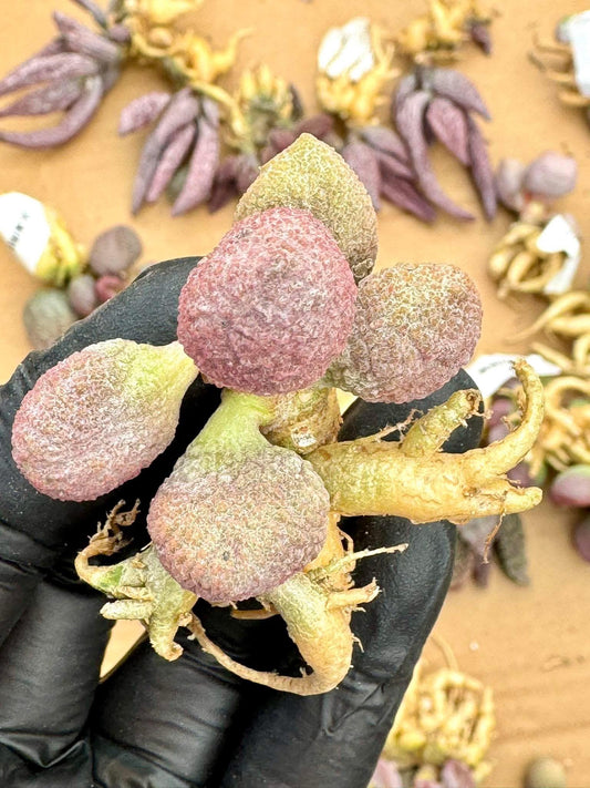 Adromischus Hattori | Live Succulent Plant | Rare succulent