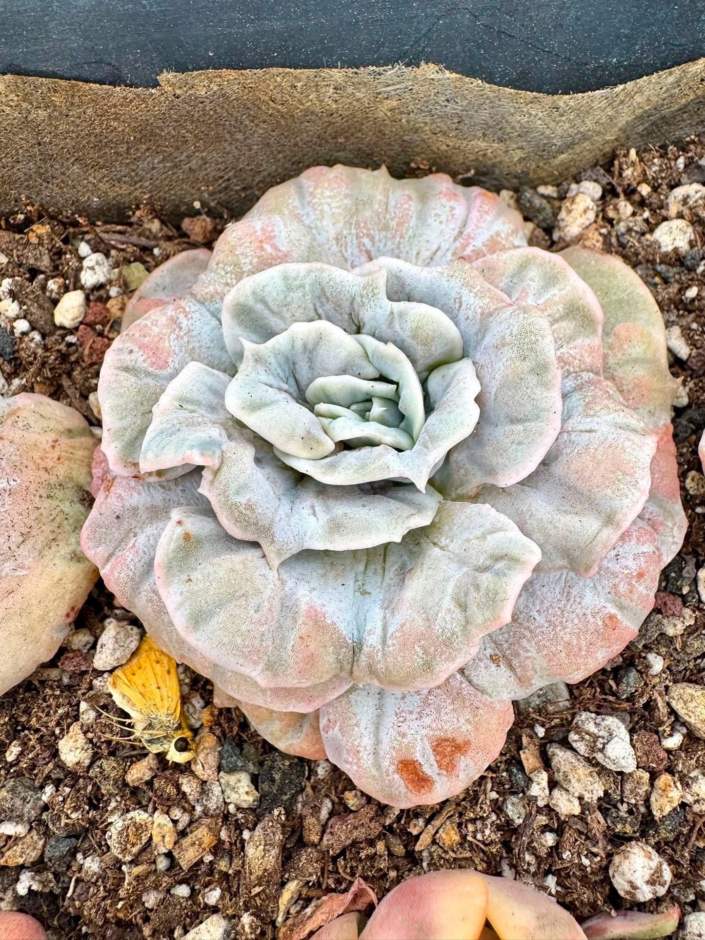 Echeveria Marvel Variegated | Rare Imported Succulent | Collector’s Succulent