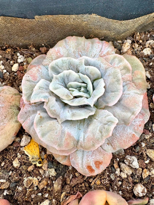 Echeveria Marvel Variegated | Rare Imported Succulent | Collector’s Succulent