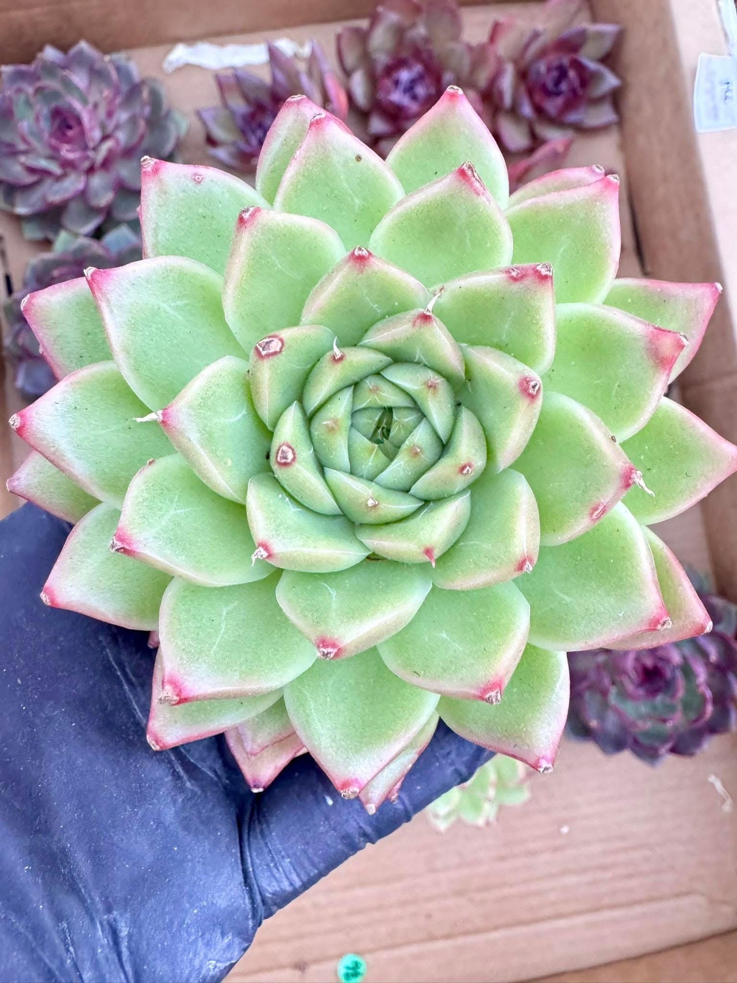 Echeveria Perfume Ertai | Live Succulent Plant | Korean Succulent | Variegated Pachyveria | Imported Plants