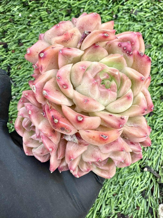 Echeveria Scarlet Peony | Live Succulent Plant | Korean Succulent | Rare Imported Echeveria | Imported Plants