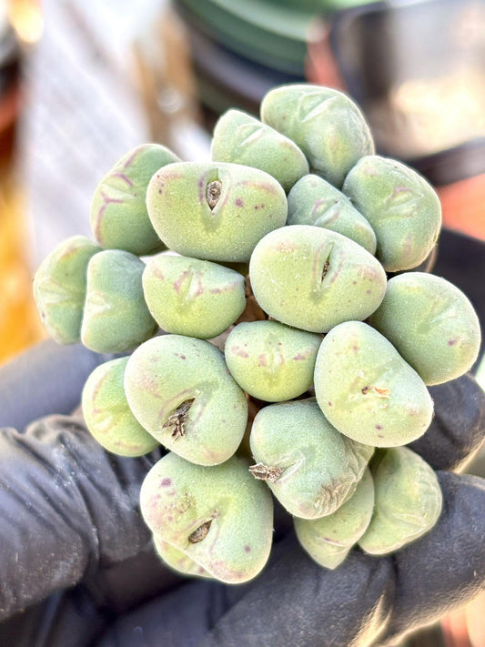 Conophytum Minutum Flute | Live Succulent Plant | Korean Succulent | Rare Imported Echeveria | Imported Plants