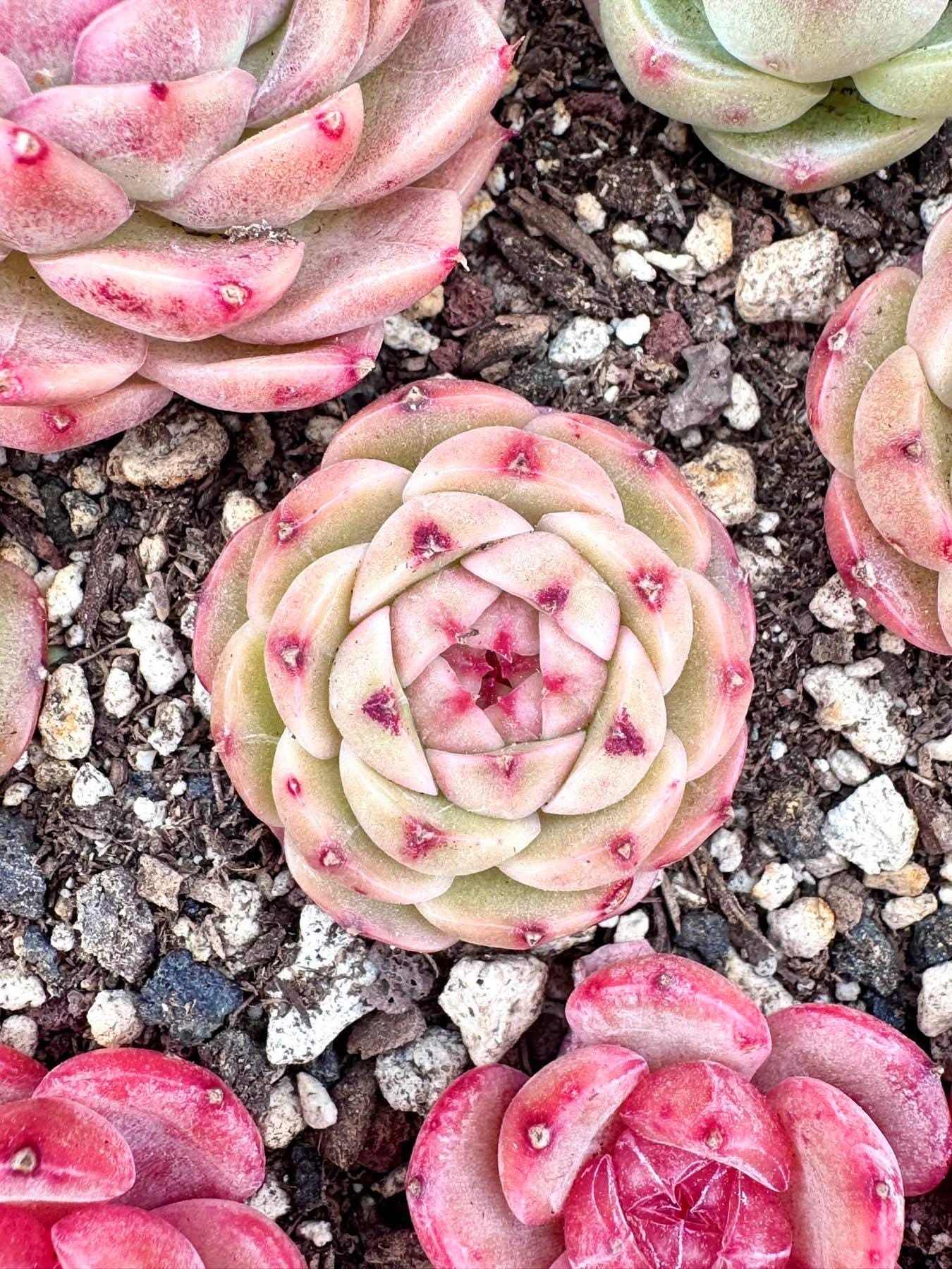 Echeveria Kungfu Panda | Rare Imported Succulent | Collector Succulent