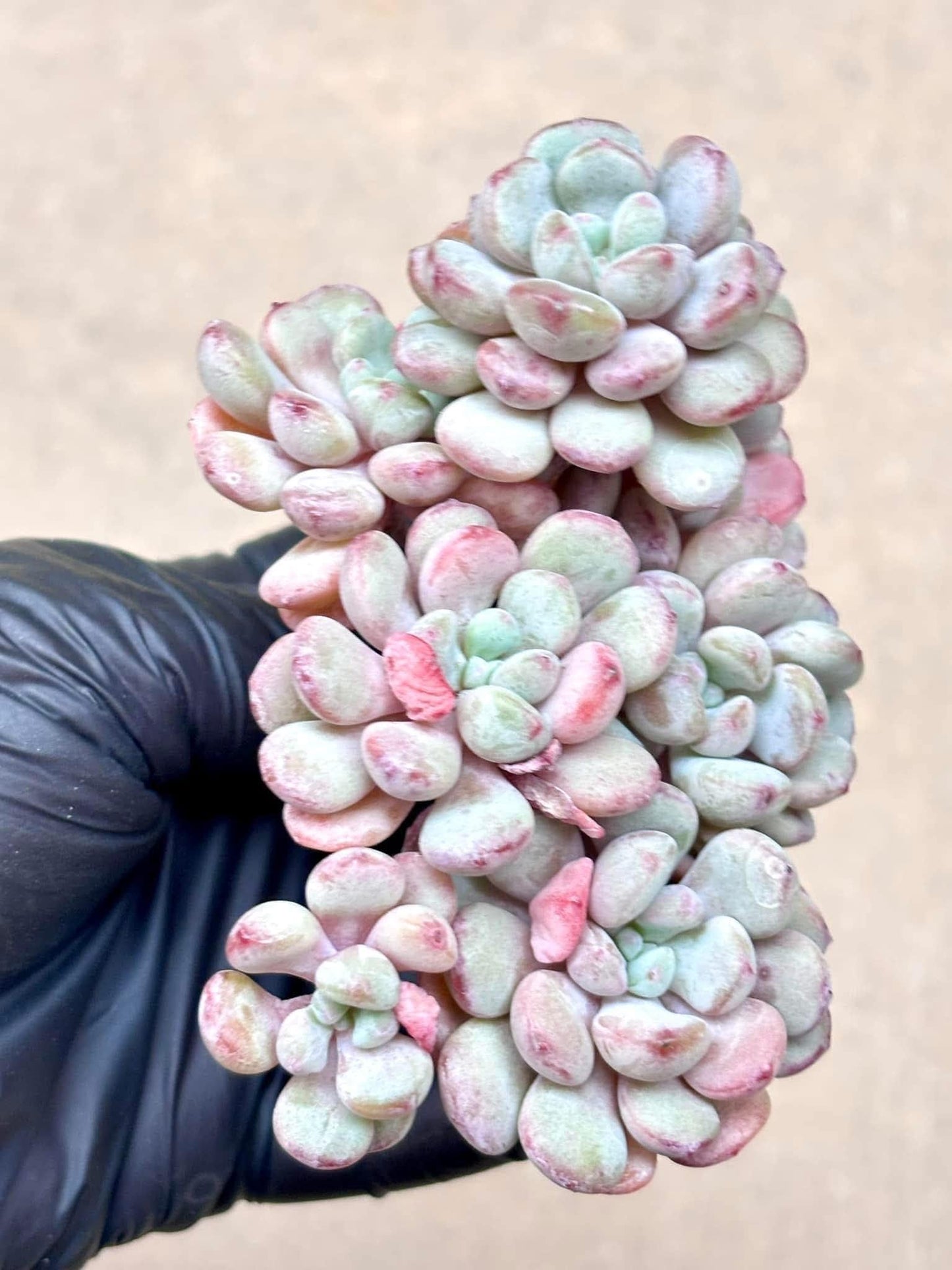 Echeveria Cute Bean | Live Succulent Plant | Korean Succulent | Rare Imported Echeveria | Imported Plants