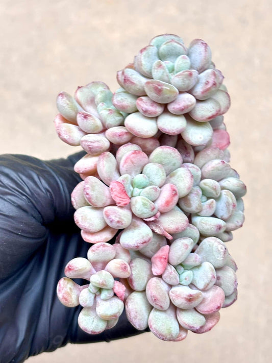 Echeveria Cute Bean | Live Succulent Plant | Korean Succulent | Rare Imported Echeveria | Imported Plants