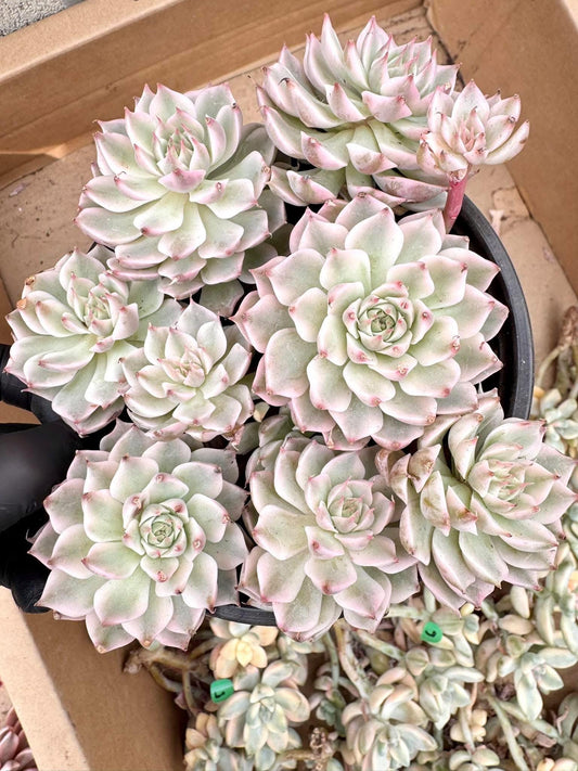 Echeveria Margaret Reppin Variegated | Live Succulent Plant | Korean Succulent | Rare Imported Echeveria | Imported Plants