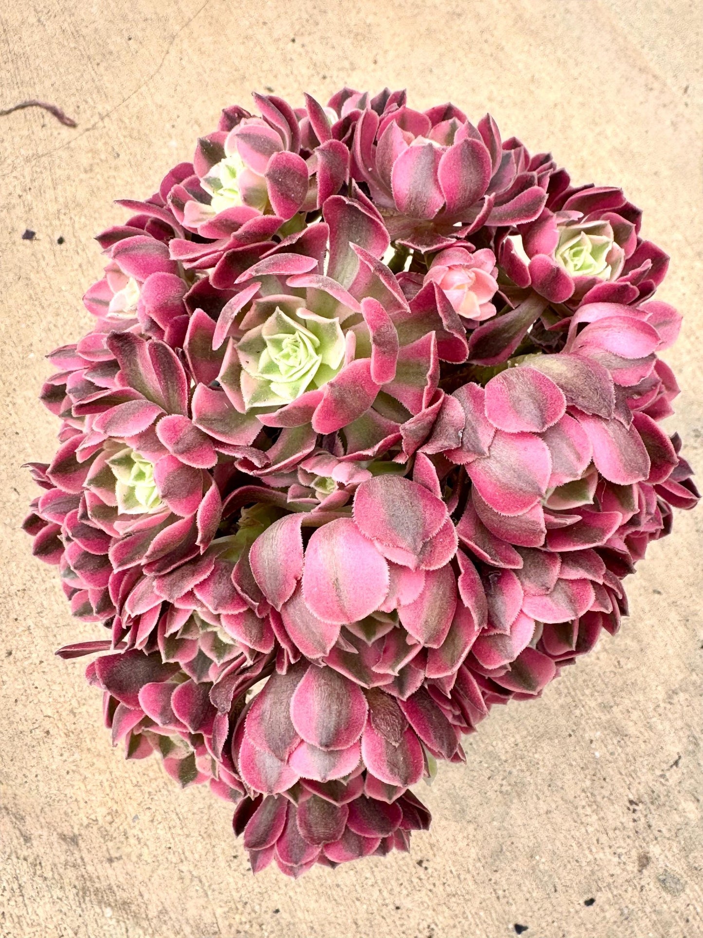 Aeonium Pink Witch Variegated Teacup Lollipop Ball Shape | Live Succulent Plant | Korean Succulent | Rare Imported Aeonium | Imported Plants