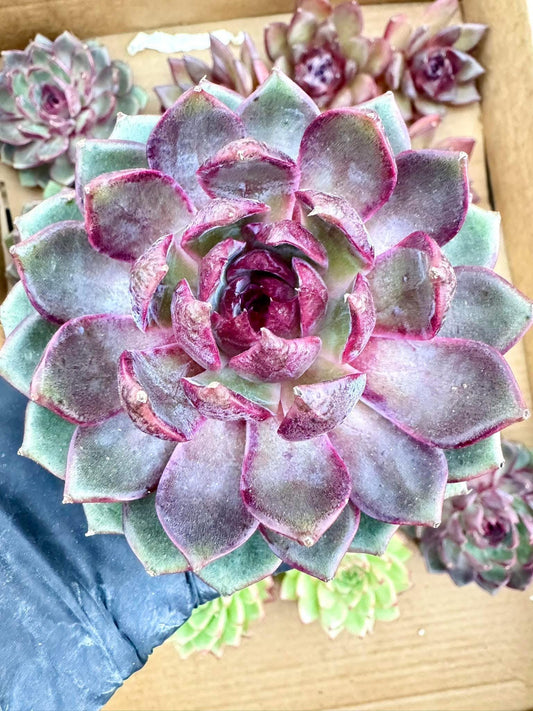 Echeveria Purple Berry | Live Succulent Plant | Korean Succulent | Variegated Pachyveria | Imported Plants