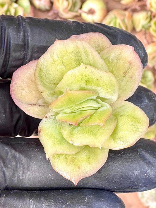 Echeveria Ice Rose Variegated (5pcs) | Live Succulent Plant | Korean Succulent | Rare Imported Echeveria | Imported Plants