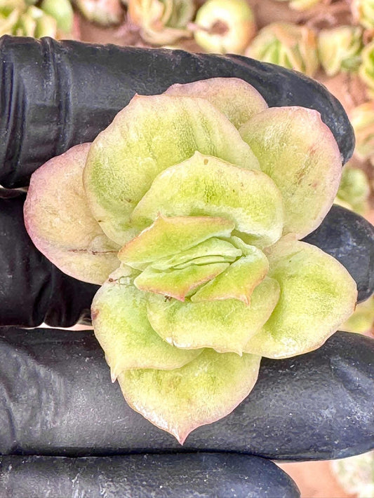 Echeveria Ice Rose Variegated (5pcs) | Live Succulent Plant | Korean Succulent | Rare Imported Echeveria | Imported Plants