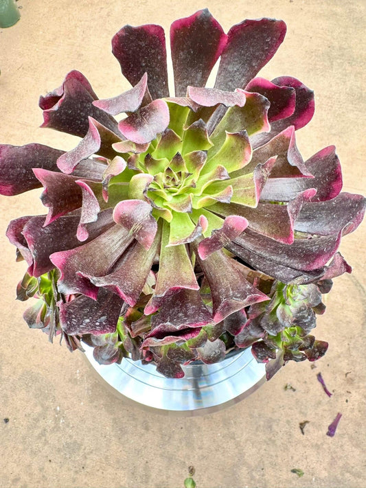 Aeonium Flame Clouds Variegated | Live Succulent Plant | Rare Imported Aeonium | Imported Plants