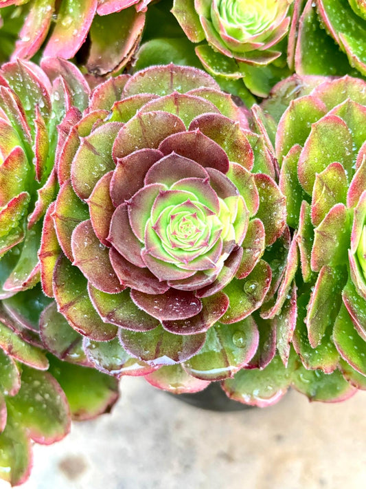 Aeonium Green Medusa Variegated | Live Succulent Plant | Rare Imported Aeonium | Imported Plants