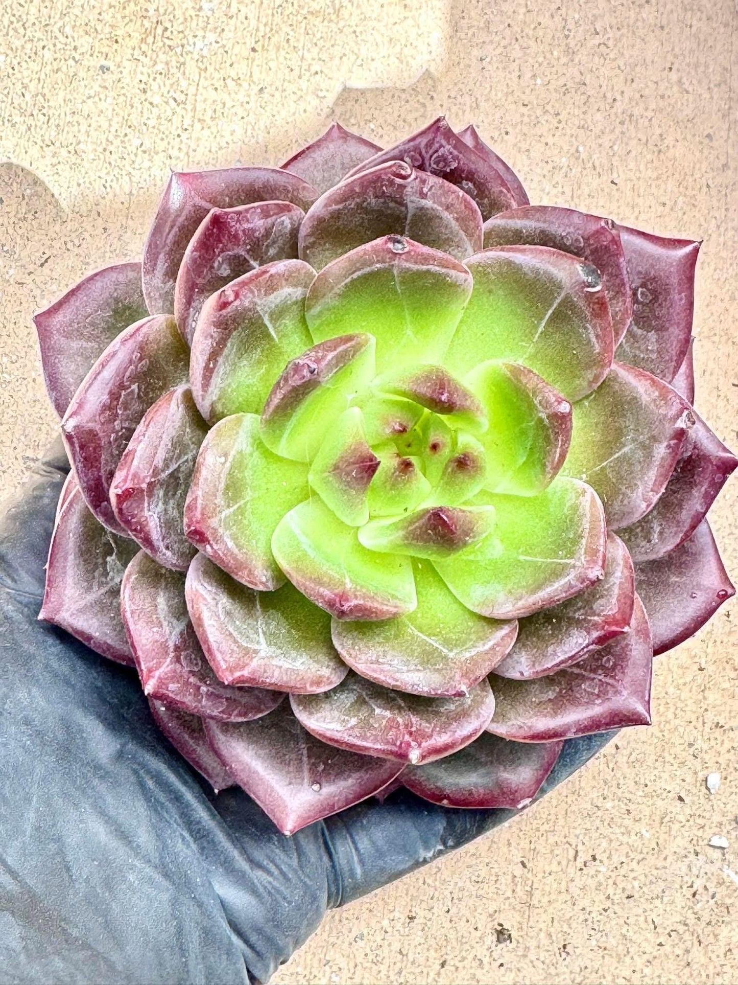 Echeveria Plato | Live Succulent Plant | imported succulent | Imported Plants