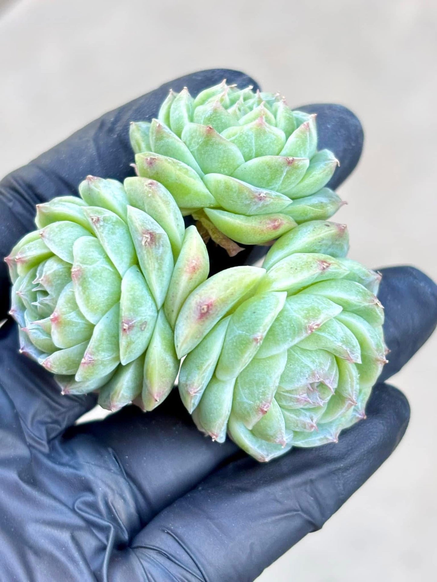 Echeveria Ocean Mystery | Live Succulent Plant | Korean Succulent | Rare Imported Echeveria | Imported Plants