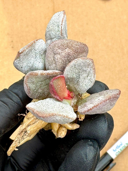 Adromischus Pink Snow Egg | Live Succulent Plant | Rare succulent