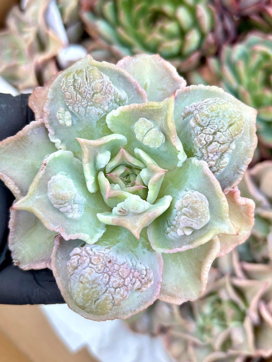 Echeveria Madiba Wart | Live Succulent Plant | Korean Succulent | Rare Imported Echeveria | Imported Plants