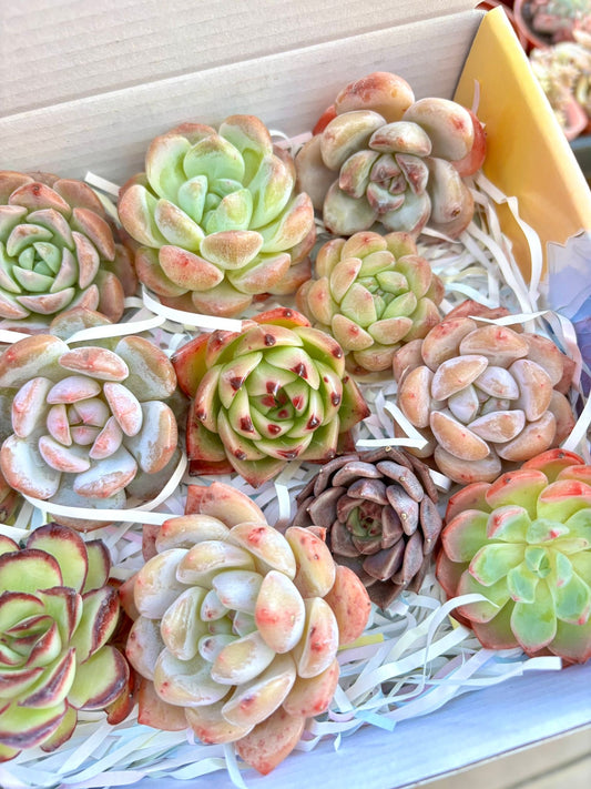 Echeveria Gift Box - 15 Pcs Live Succulent Plants - Gift Basket - Assorted Color Succulent Plants