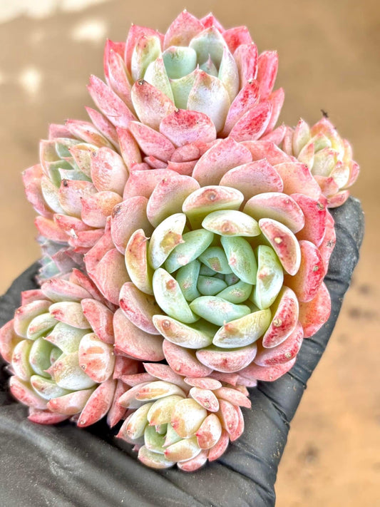 Echeveria Apple Monroe | Live Succulent Plant | Imported Plants | Pink Echeveria