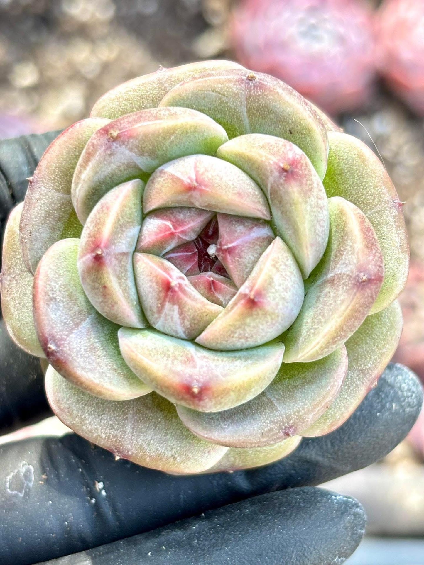 Echeveria Bordeaux size ~2.5”| Live Succulent Plant | Imported Plants | Imported Echeveria