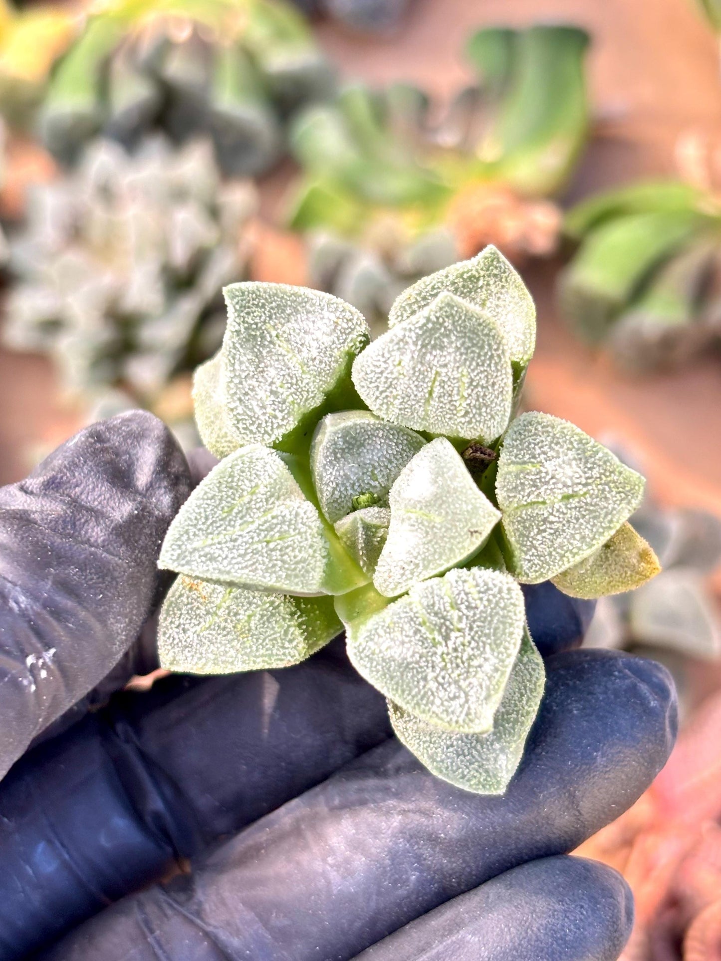 Haworthia White Demon | Live Succulent Plant | Korean Succulent | Rare Imported Haworthia | Imported Plants