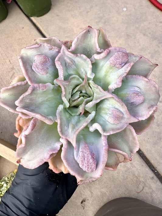 Echeveria Madiba Wart Variegated | Rare Imported Succulent | Collector’s Succulent
