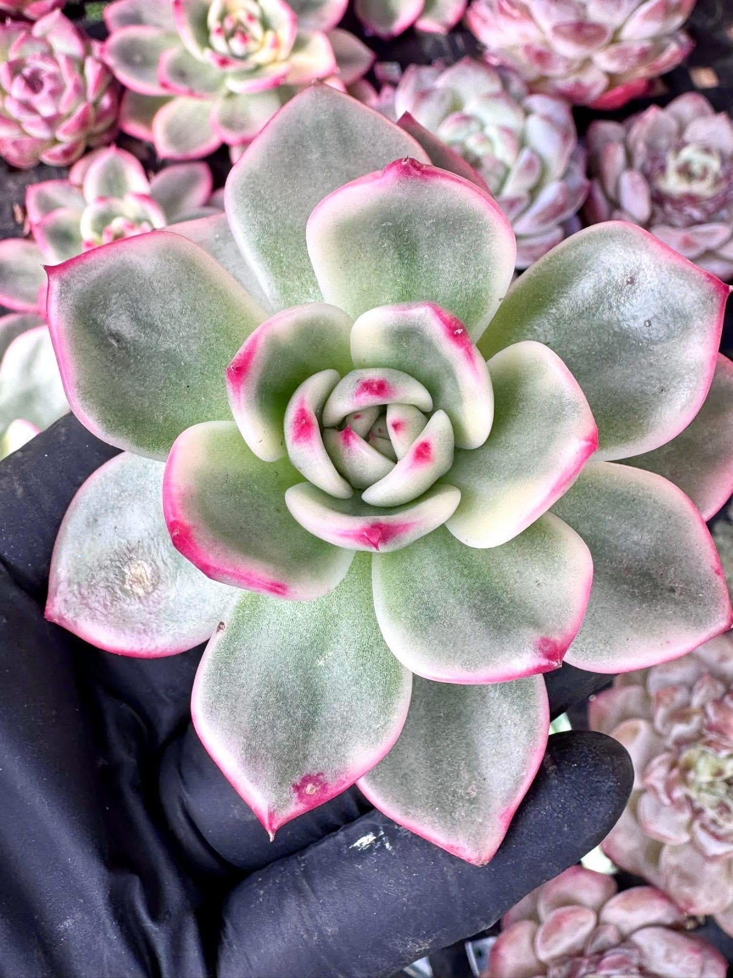 Echeveria Azure Variegated | Rare Imported Succulent | Collector’s Succulent
