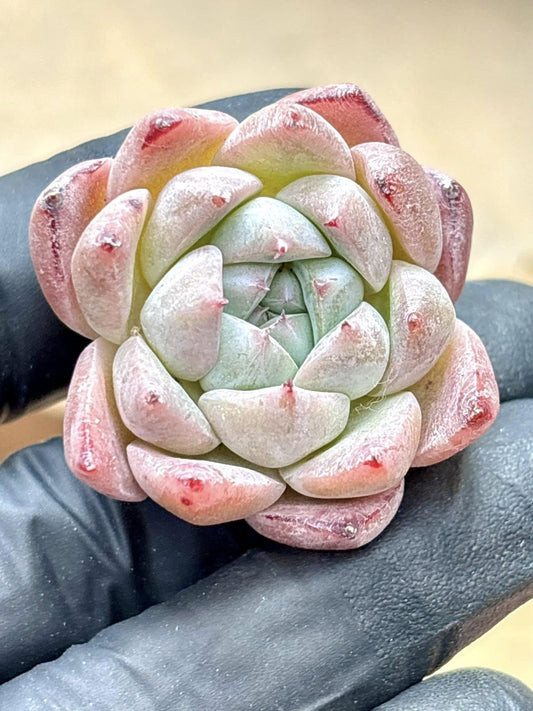 Echeveria Like A Dream | Live Succulent Plant | Korean Succulent | Variegated Echeveria | Imported Plants | Echeveria Clusters